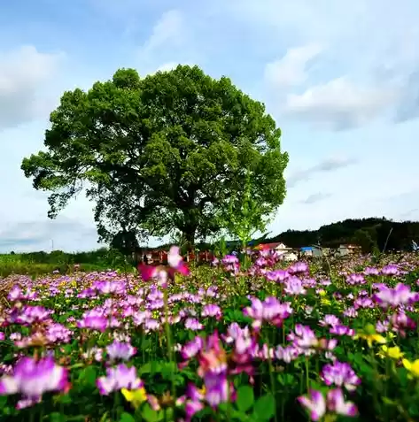 梦幻西游手游桃花源，梦幻西游手游桃源仙子在哪