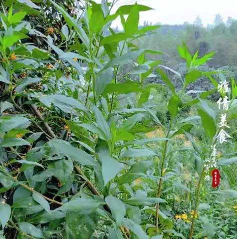 闪烁之光0.1折平台，探秘闪烁之光0.1折平台，游戏玩家的省钱新大陆