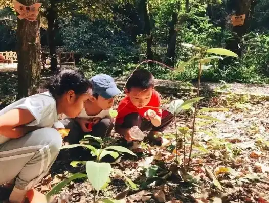 动物历险记0.1折游戏，动物历险记，探寻原始森林的神秘之旅——仅需0.1折，带你领略自然奇观！