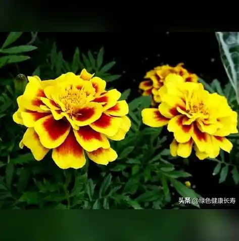 游戏0.1折平台，游戏爱好者福音！揭秘0.1折平台，低价购物的秘密花园