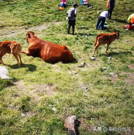 0.1折手游平台下载，探秘0.1折手游平台，下载攻略与游戏盛宴