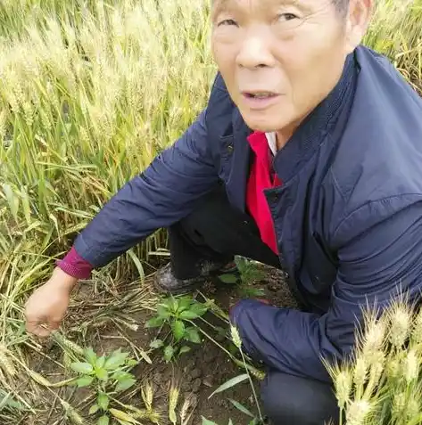 手游0.1折平台，手游界的奇迹，揭秘0.1折平台背后的秘密与魅力