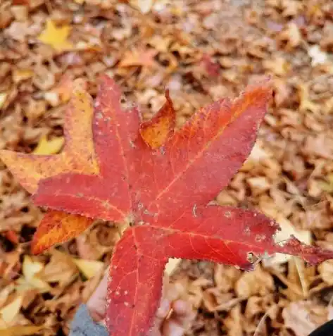 游戏0.1折平台，探秘0.1折游戏平台，揭秘游戏爱好者们的宝藏乐园！