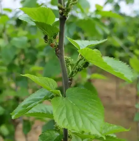 0.1折手游软件，揭秘0.1折手游软件，免费畅玩高品质游戏的秘密武器！