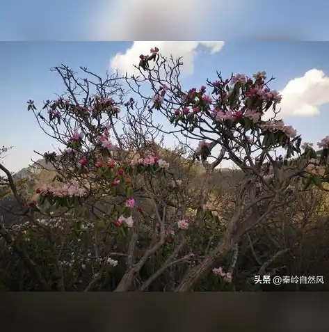 0.1折手游下载，探秘0.1折手游，下载攻略与热门推荐，畅享免费游戏盛宴！