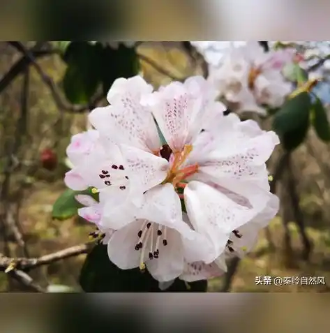 0.1折手游下载，探秘0.1折手游盛宴，下载攻略与热门推荐