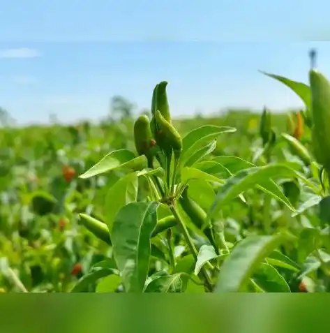 动物历险记0.1折游戏，动物历险记，奇幻旅程，限时0.1折，邀你共赴冒险之旅！