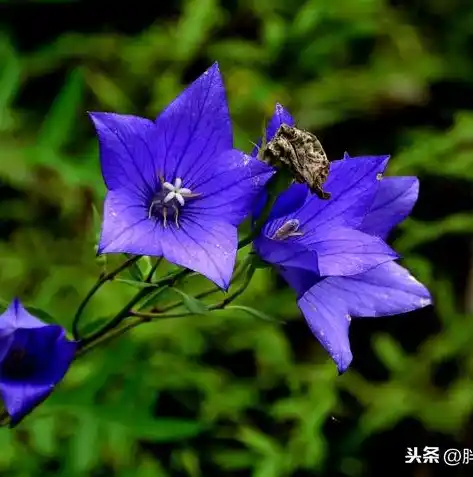 0.1折游戏平台，揭秘0.1折游戏平台，如何在游戏中实现财富与乐趣的双重收获？