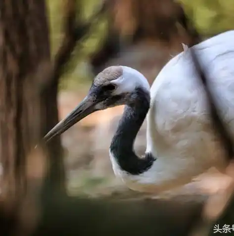 动物历险记0.1折游戏，动物历险记，穿越奇幻世界，0.1折畅游奇遇之旅！