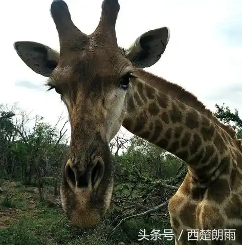 动物历险记0.1折游戏，动物历险记，奇遇之旅，0.1折畅玩奇幻世界