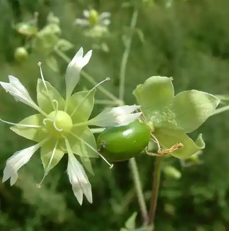 0.1折手游平台，揭秘0.1折手游平台，低至0.1折的神奇魅力，你敢来挑战吗？