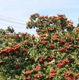 0.1折游戏盒子，探索低价游戏天堂，揭秘0.1折游戏盒子的神奇魅力