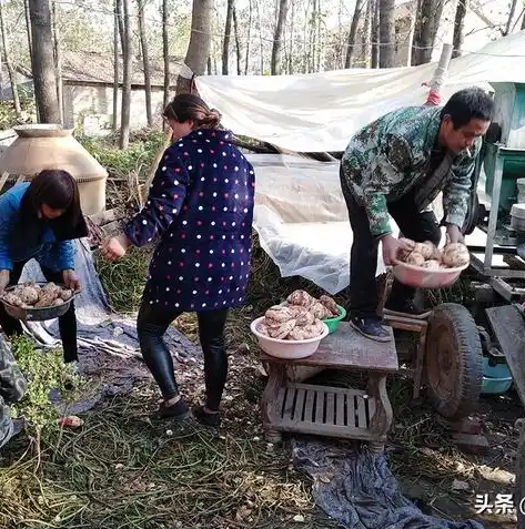 0.1折游戏平台，揭秘0.1折游戏平台，低价享受高质量游戏体验的奥秘