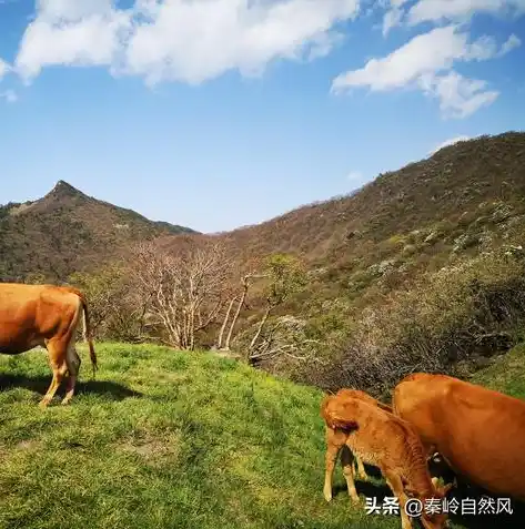 0.1折手游平台，探秘0.1折手游平台，如何让你轻松享受游戏盛宴？