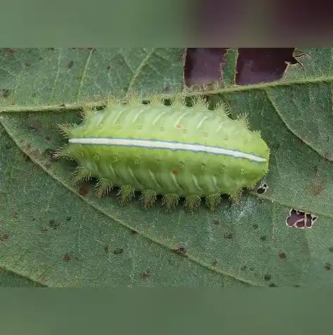 动物历险记0.1折游戏，动物历险记，奇幻之旅，0.1折开启你的探险之旅！