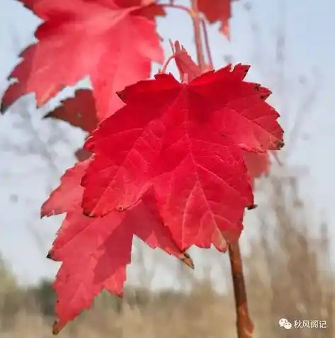 0.1折游戏哪个好玩，穿越时空的冒险，盘点那些令人惊艳的0.1折游戏大作！