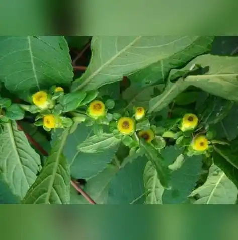 0.1折游戏一般多久会关服，限时抢购！揭秘0.1折游戏背后的秘密，为何如此短暂？