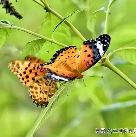 0.01折手游，探秘0.01折手游，揭秘低成本高回报的神秘世界