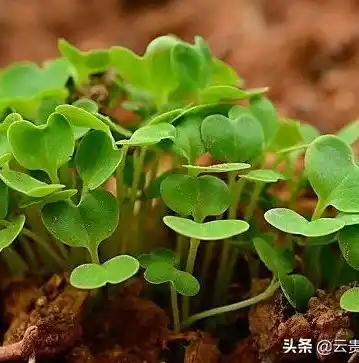 0.1折手游平台推荐，探秘0.1折手游平台，揭秘热门游戏白菜价攻略，轻松玩转游戏世界！