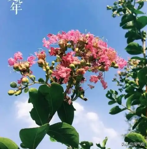 黑暗光年0.1折平台，揭秘黑暗光年0.1折平台，低价狂欢的背后，揭秘其神秘魅力