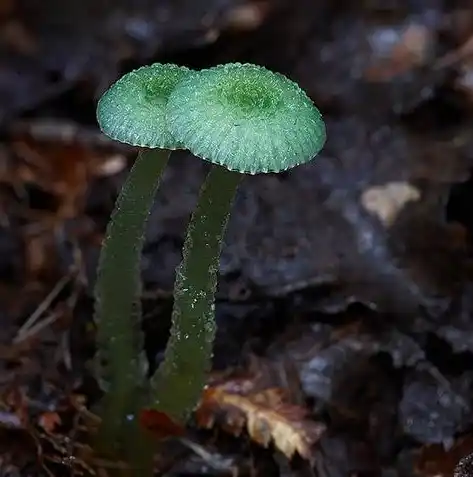 0.1折游戏平台，0.1折游戏盛宴，探索极限折扣的奇幻之旅