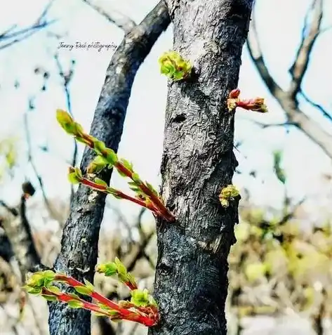 手游0.1折平台，手游界的奇迹，揭秘0.1折平台背后的神秘力量