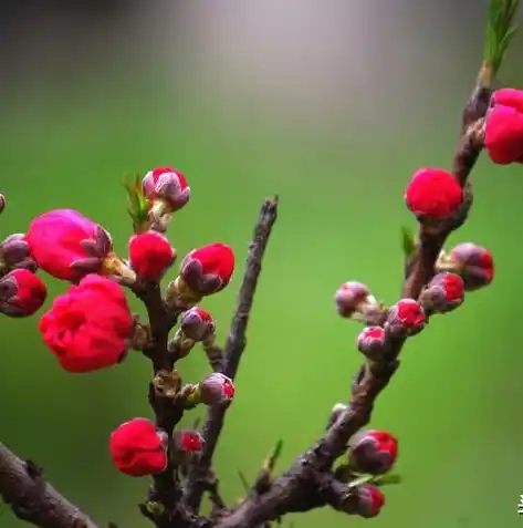 0.1折手游平台是真的吗，揭秘0.1折手游平台，真的存在吗？深度解析其可行性与风险