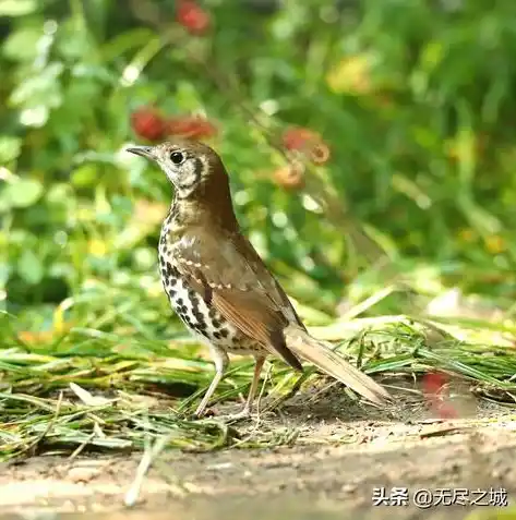 动物历险记0.1折游戏，动物历险记，零点一折，开启奇幻冒险之旅！