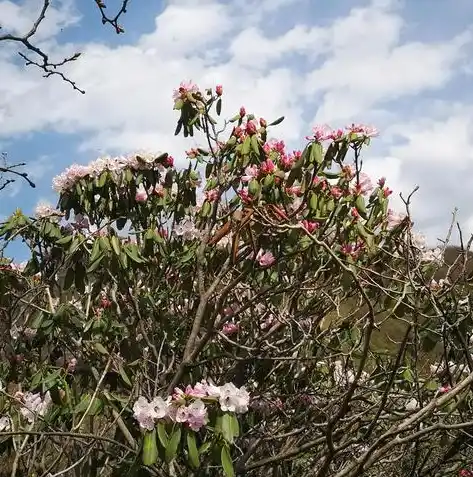 0.1折手游平台推荐，探秘0.1折手游平台，你的专属游戏盛宴，尽在掌握！