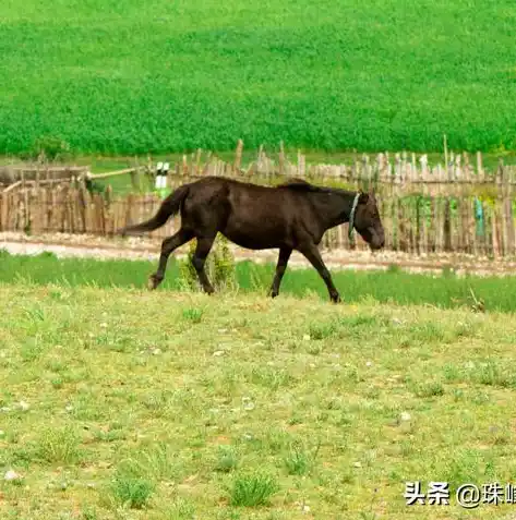 动物历险记0.1折游戏，动物历险记，勇闯奇幻世界，开启0.1折游戏之旅！