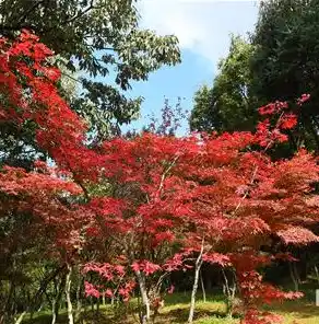 0.1折手游平台推荐，探秘0.1折手游平台，独家攻略，让你轻松畅玩心仪游戏！