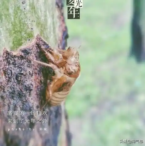 黑暗光年0.1折平台，黑暗光年0.1折平台，揭秘超值购物新体验，抢购狂欢无限可能！