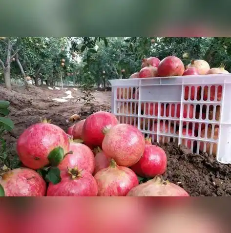 1折手游平台，探索1折手游平台，带你领略低价游戏世界的无限魅力