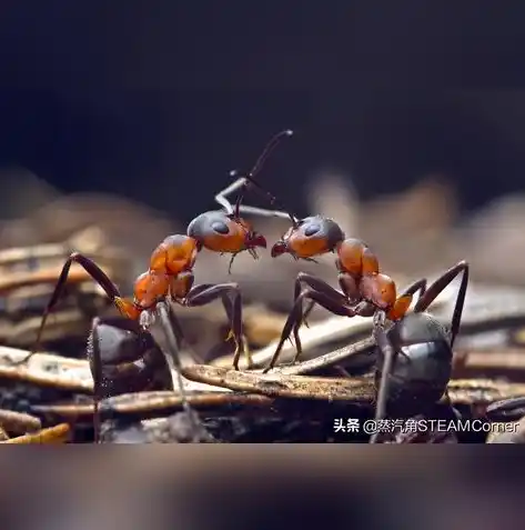 0.1折手游平台，探秘0.1折手游平台，揭秘低成本游戏世界的奥秘