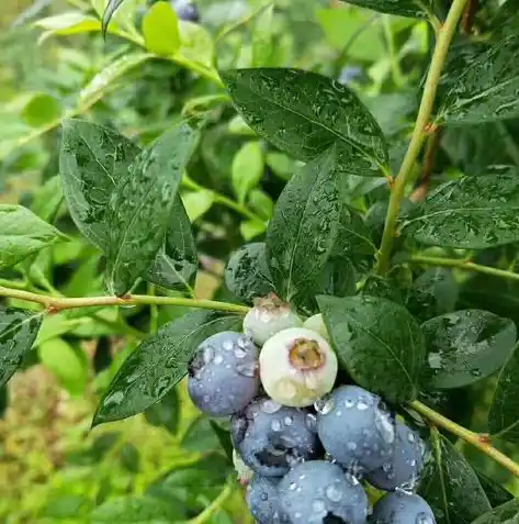 0.1折手游平台，揭秘0.1折手游平台，畅游低价手游的神秘世界