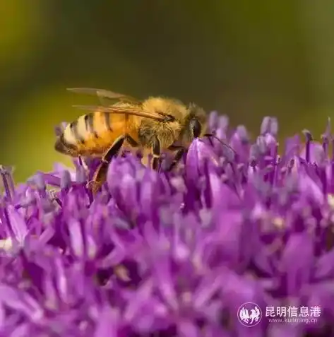 0.1折手游盒子，揭秘0.1折手游盒子，带你领略游戏界的神秘折扣盛宴